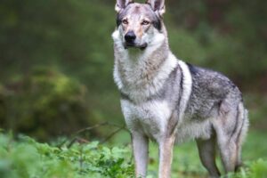 Purebred_Wolfdog_standing_proud_in_the_forest