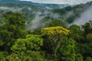 A_mountain_forest_with_the_hills_covered_in_fog_and_a_beautiful_cloudscape