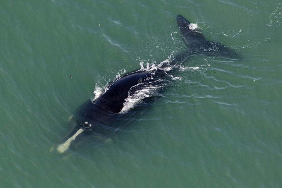 Warm water puts whales in danger