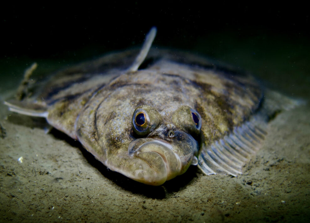 Baltic Sea fish put themselves on a diet