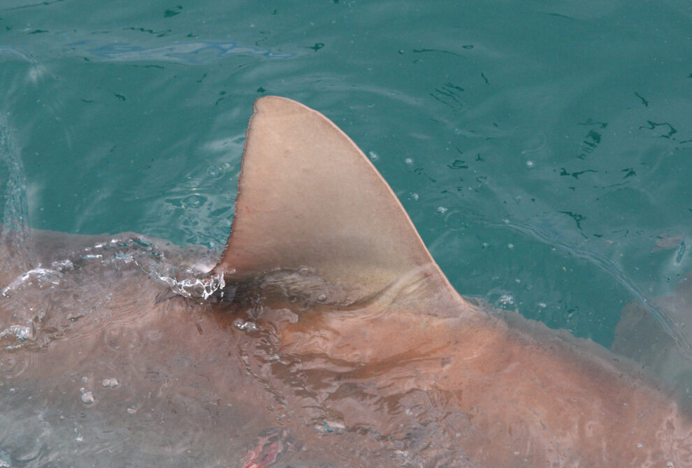 Sharks: Increasing losses despite protective measures