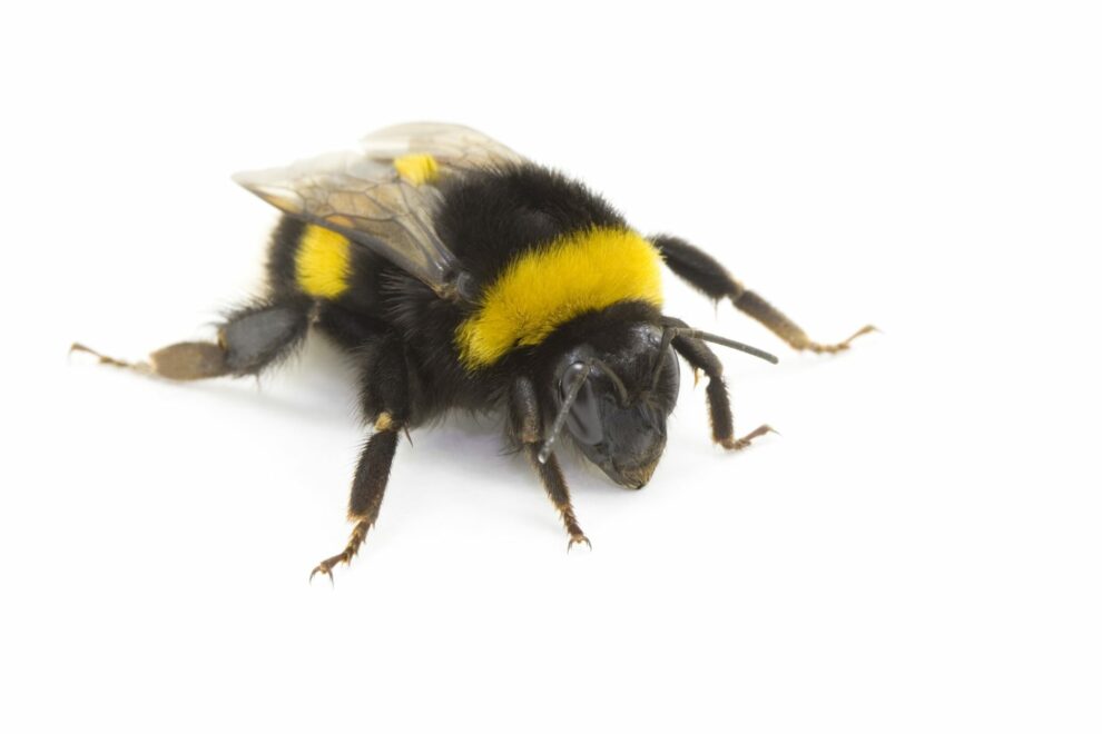 Intestinal bacteria sharpen bumblebee memory