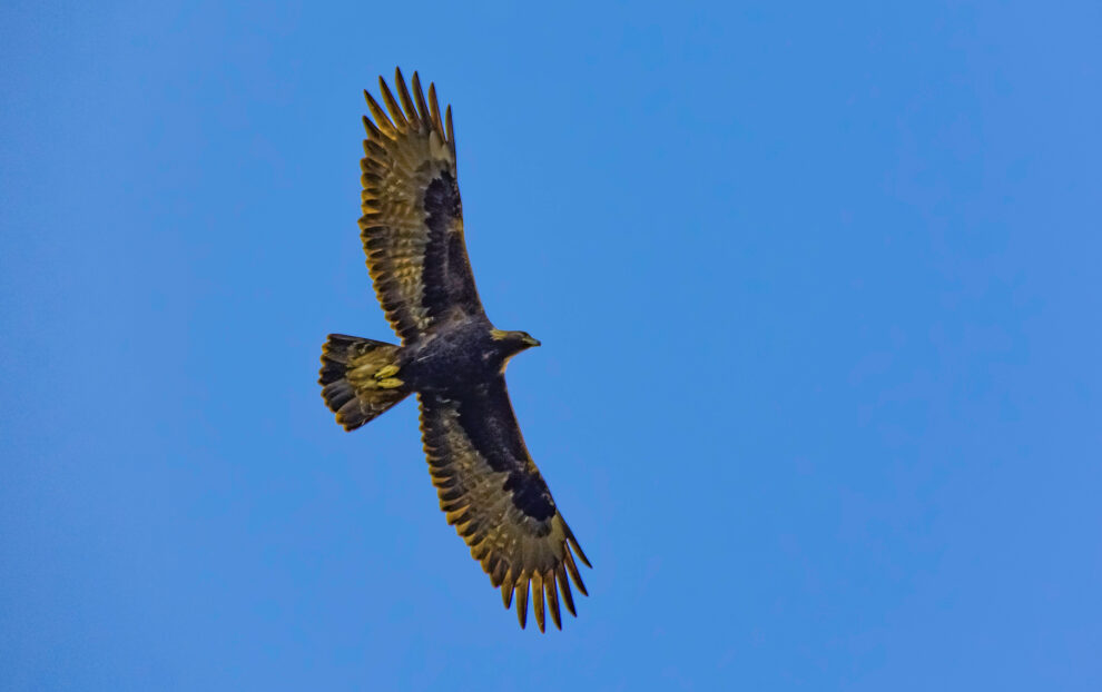 How eagles become gliding experts