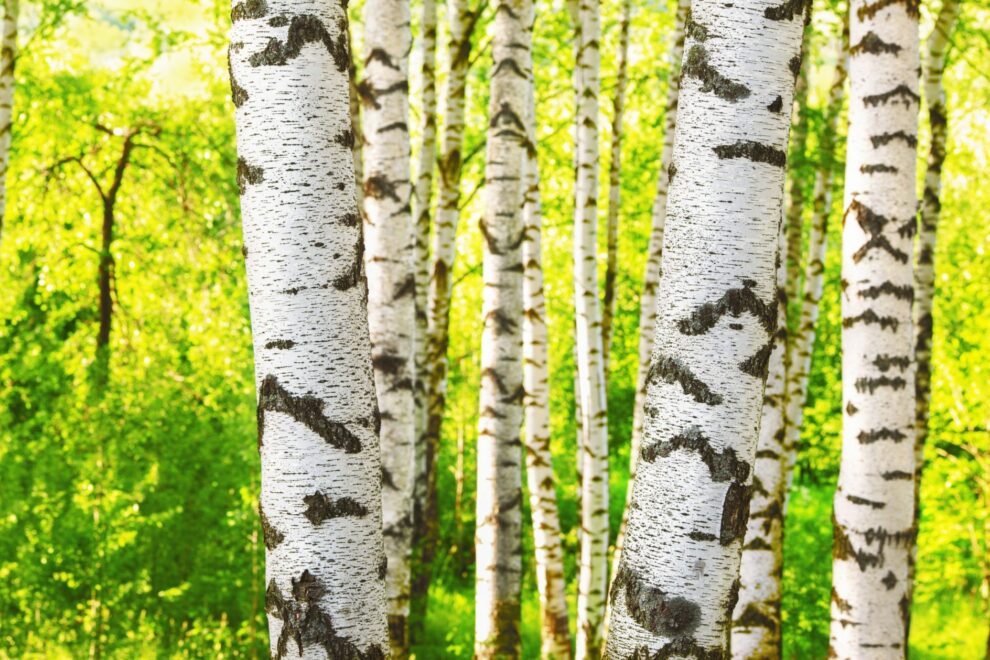 Birch trees pull microplastics out of the ground