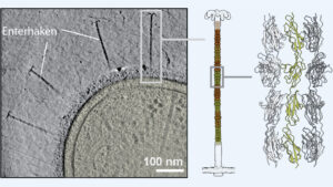 Bacterial “pirate ships” in sight