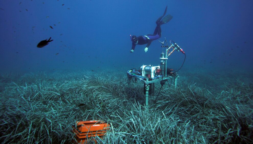 Bacterial friends take care of seaweed