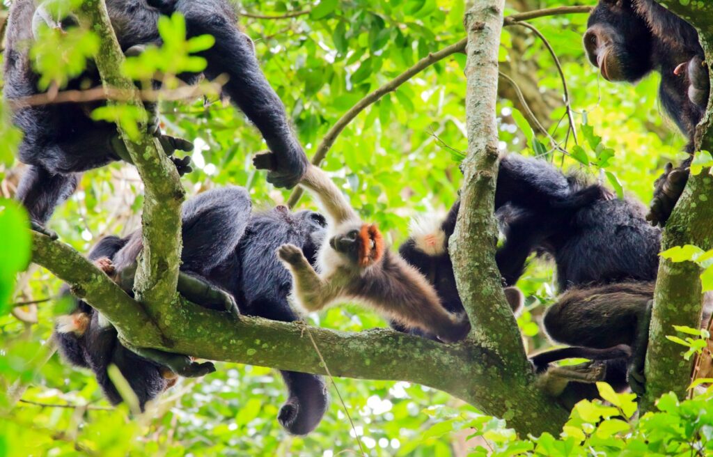 Schimpansen Rufen Zur Rudel Jagd Auf Wissenschaft De