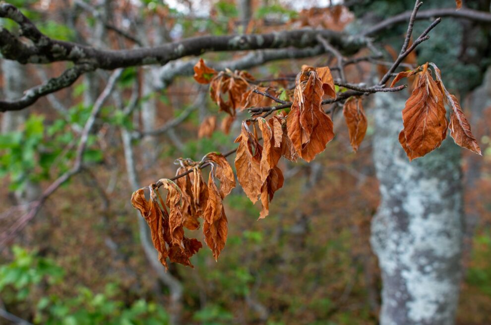 Frost resistance becomes an advantage in climate change