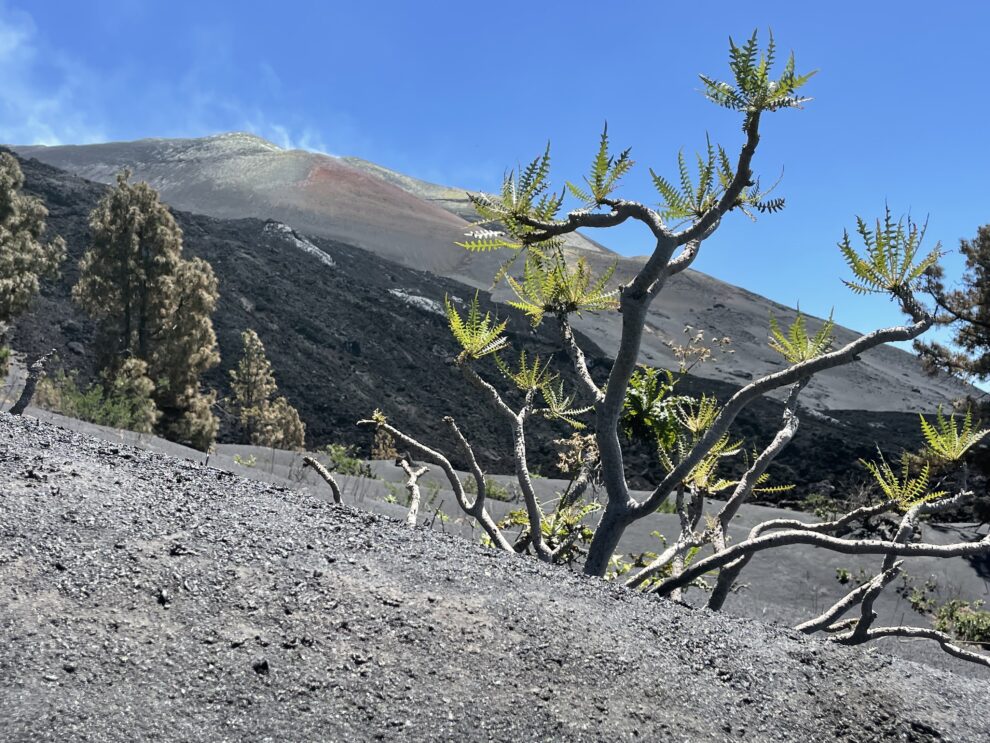 Volcanoes turn herbs into trees