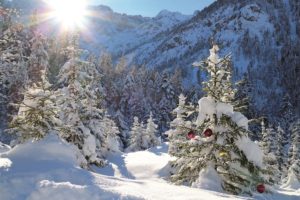 Verschneite Gebirgslandschaft mit Tannenwald