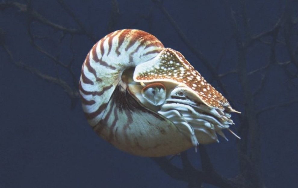 Nautilus