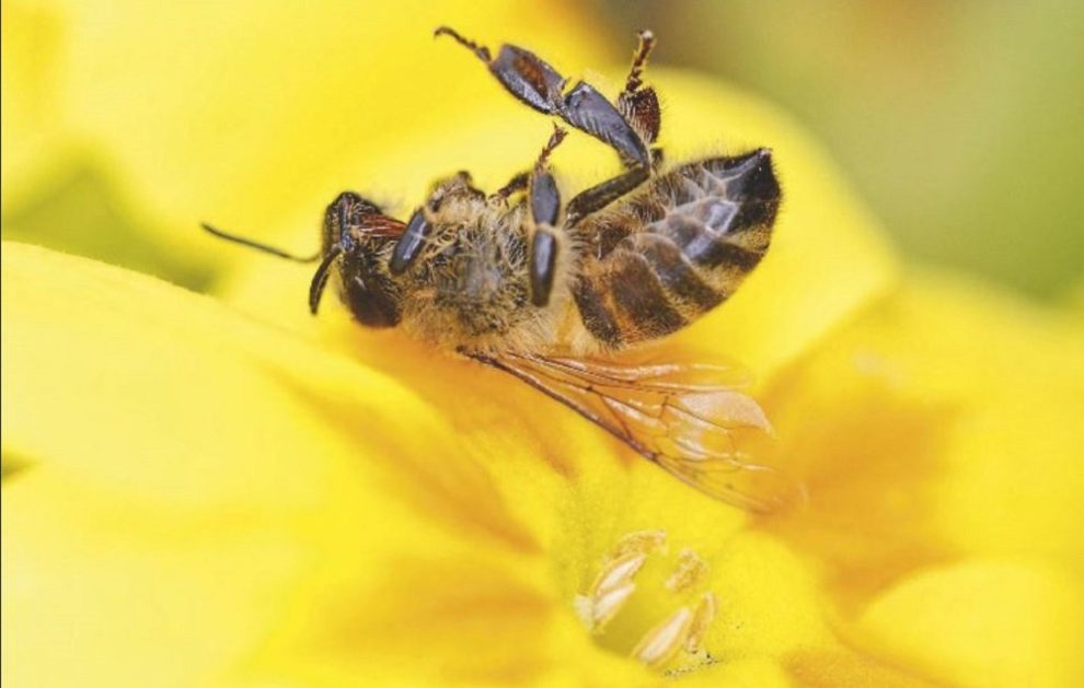 Tote Biene auf gelber Blüte