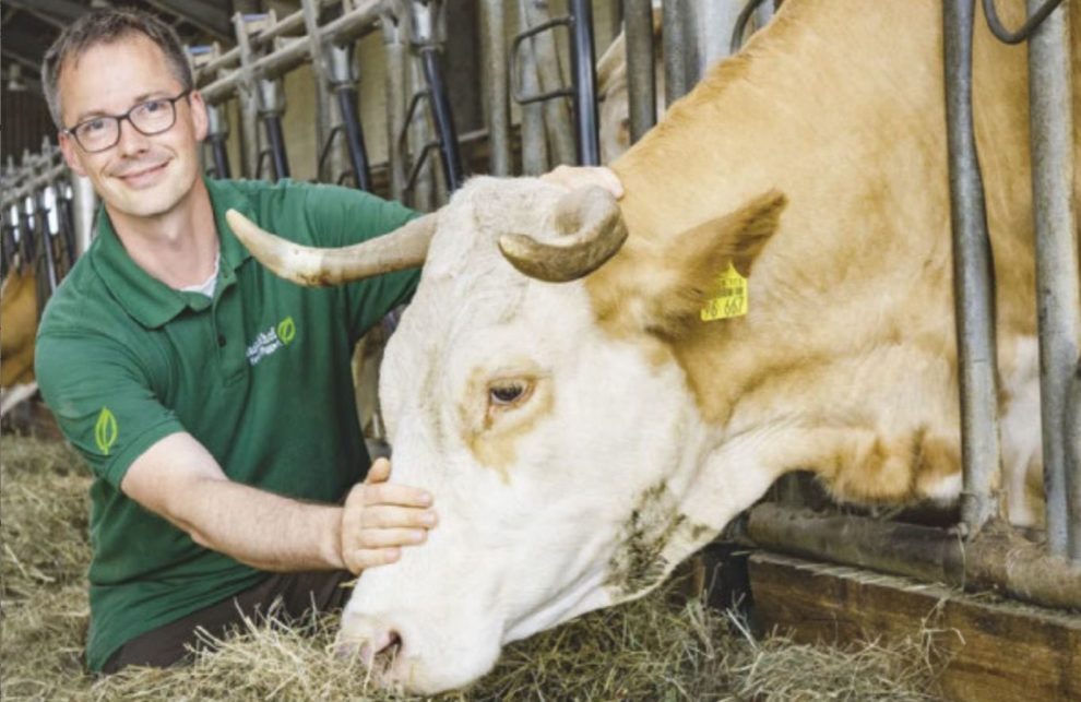 Landwirt mit Milchkuh im Stall