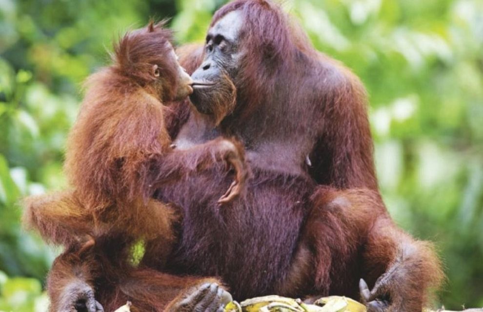 Orang-Utans