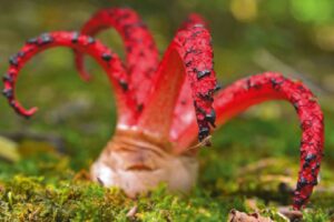 Tintenfischpilz (Clathrus archeri)