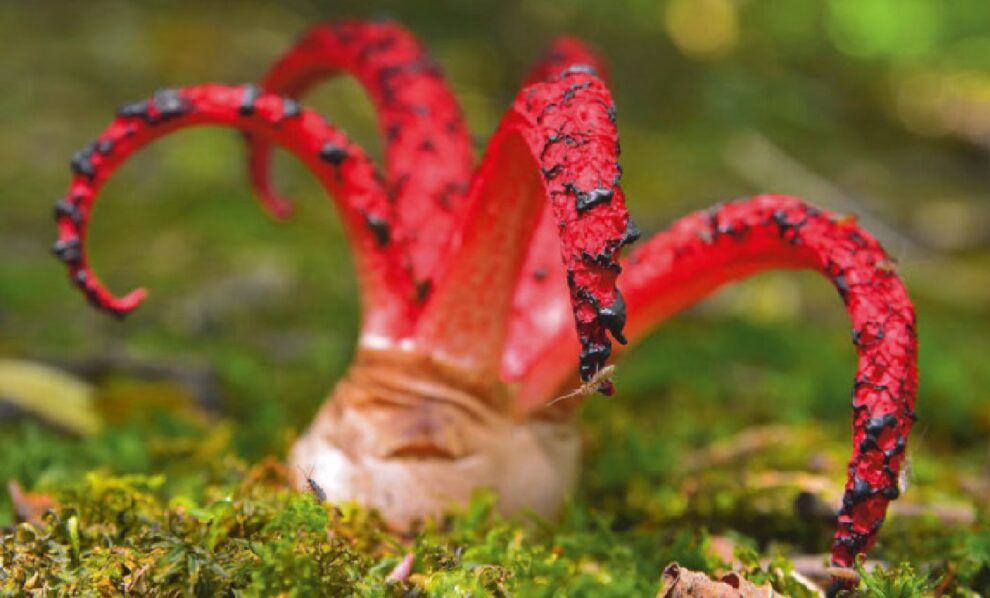 Tintenfischpilz (Clathrus archeri)