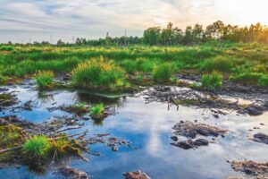 Moorlandschaft