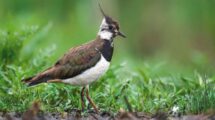 Kiebitz (Vanellus vanellus) auf nasser Wiese