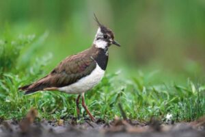 Kiebitz (Vanellus vanellus) auf nasser Wiese