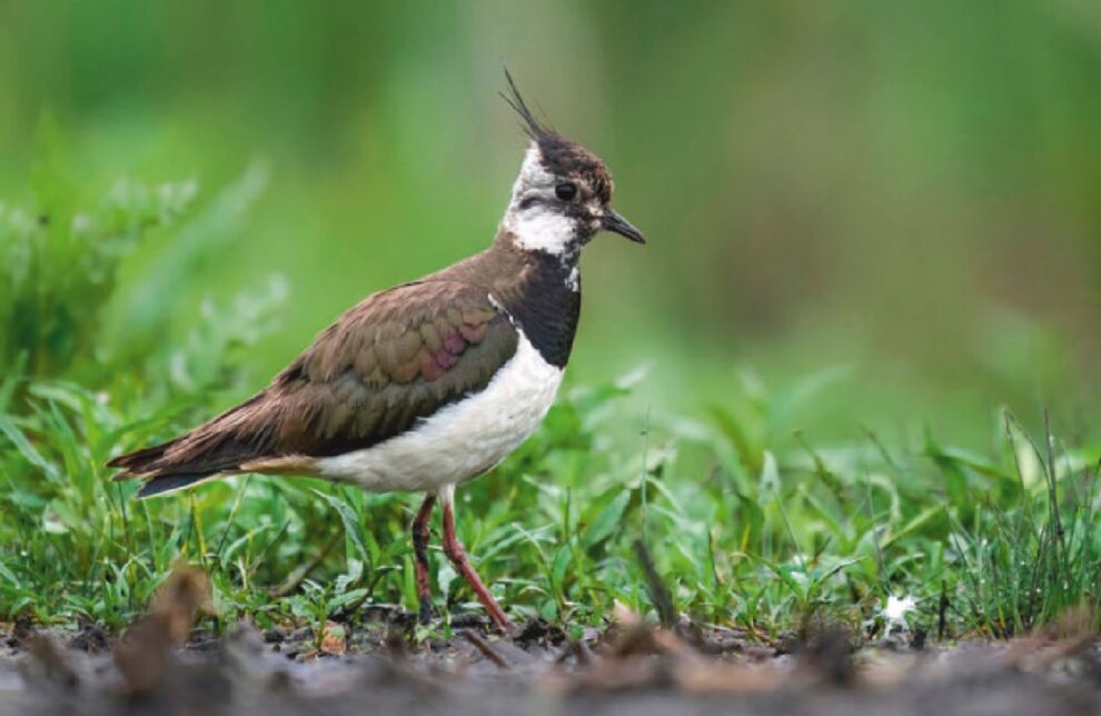 Kiebitz (Vanellus vanellus) auf nasser Wiese