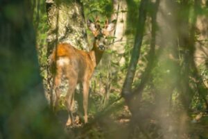 Rehbock im Wald