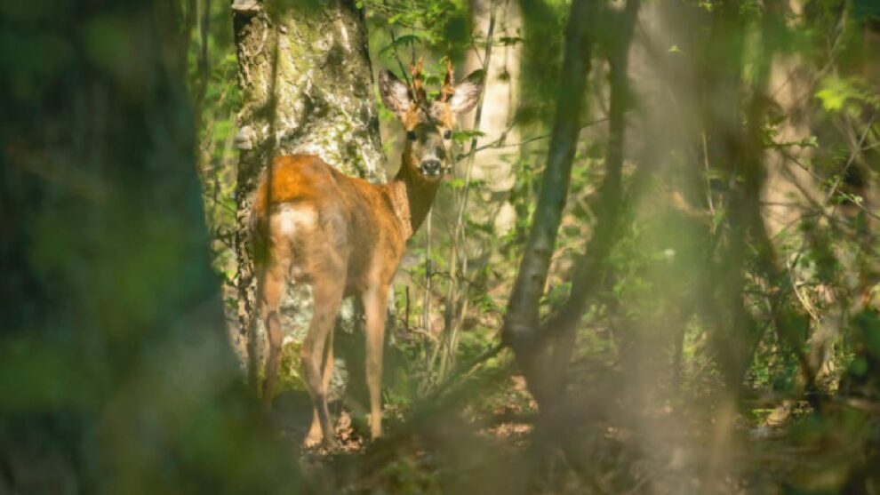 Rehbock im Wald