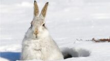 Alpenschneehase im Eingang seines Baus