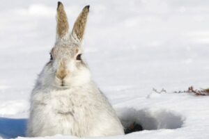 Alpenschneehase im Eingang seines Baus