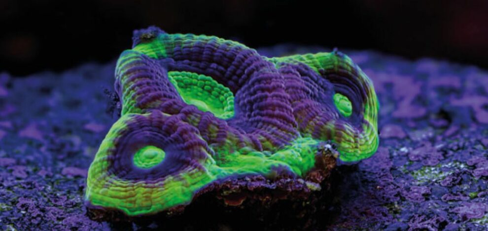 Dragon Soul Favia, eine indopazifische Hirnkoralle mit Korallenfluoreszenz