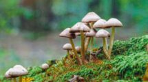 Buntstieliger Helmling in Herbstwald