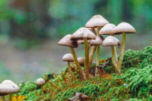 Buntstieliger Helmling in Herbstwald