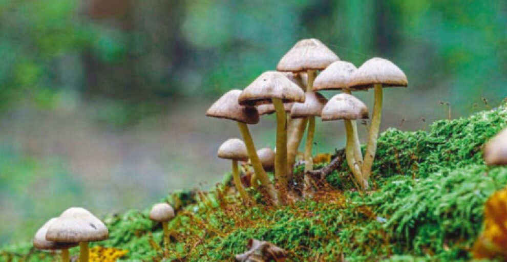 Buntstieliger Helmling in Herbstwald