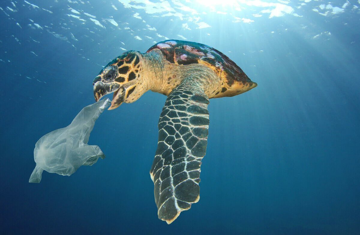 #Hilfe für das Plastik-Meer